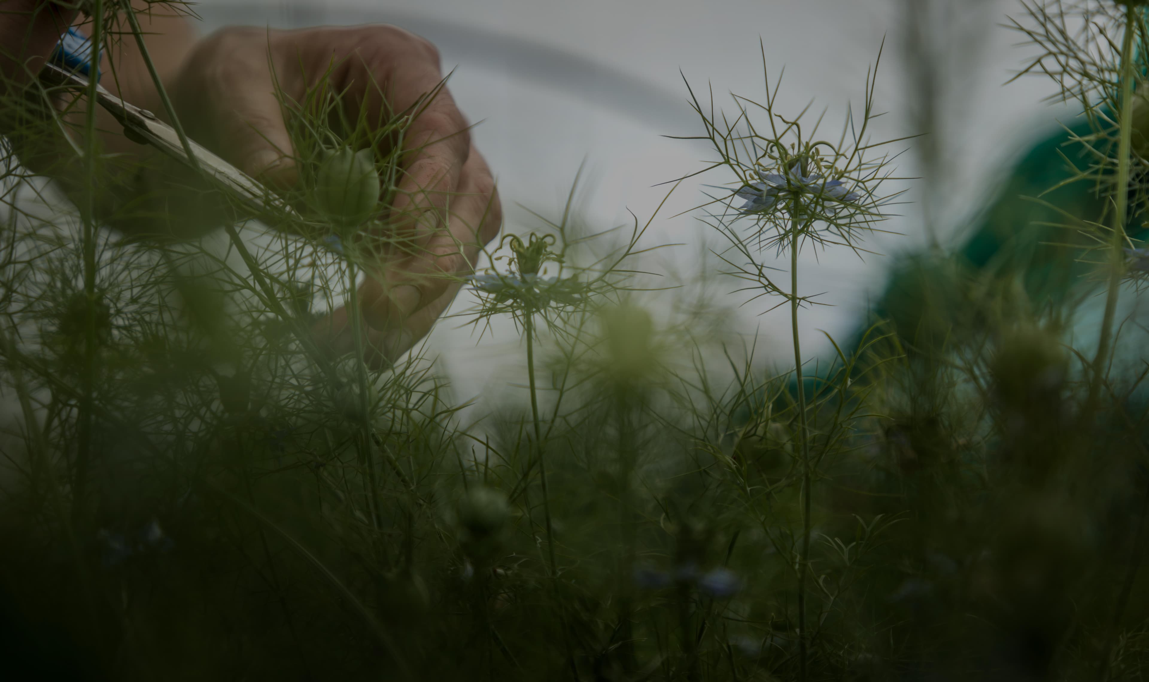 About_Us_Tab_Sections_Herbs.jpg