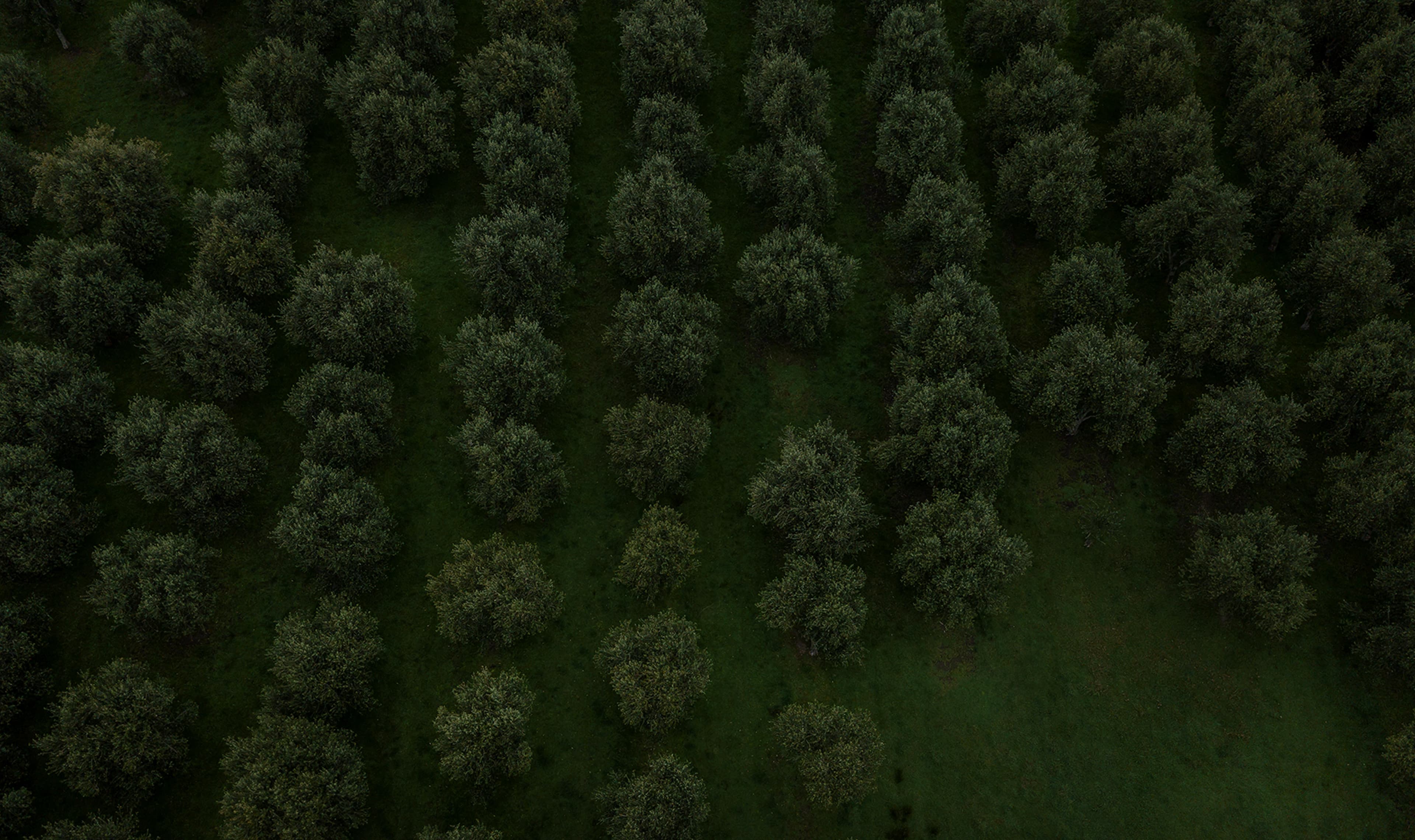 About_Us_Tab_Sections_Olive.jpg