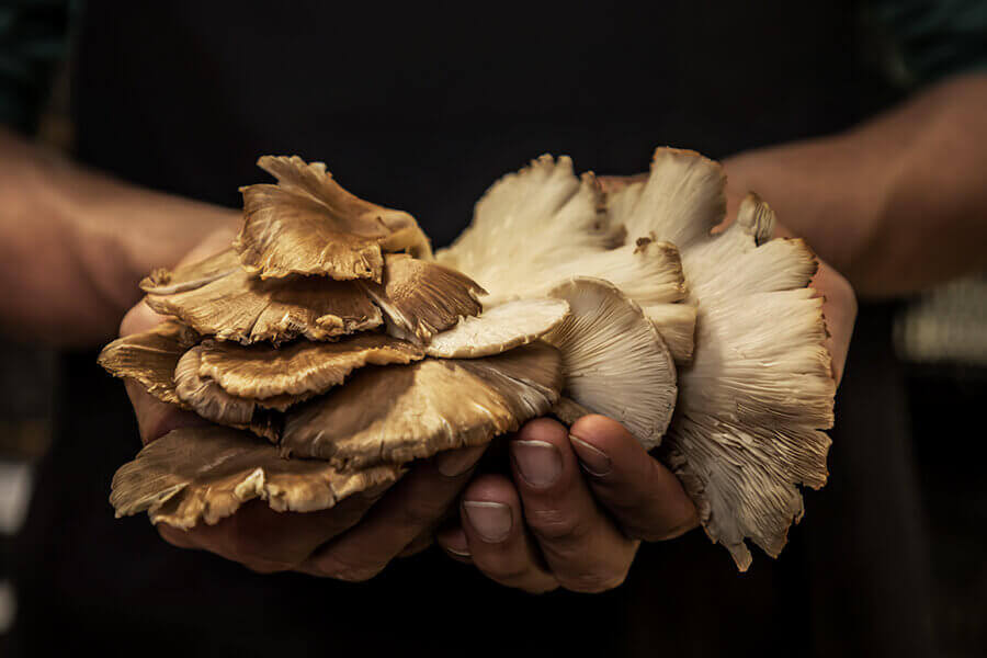Button, Chanterelle or Portobello, we have 24 different types to create with